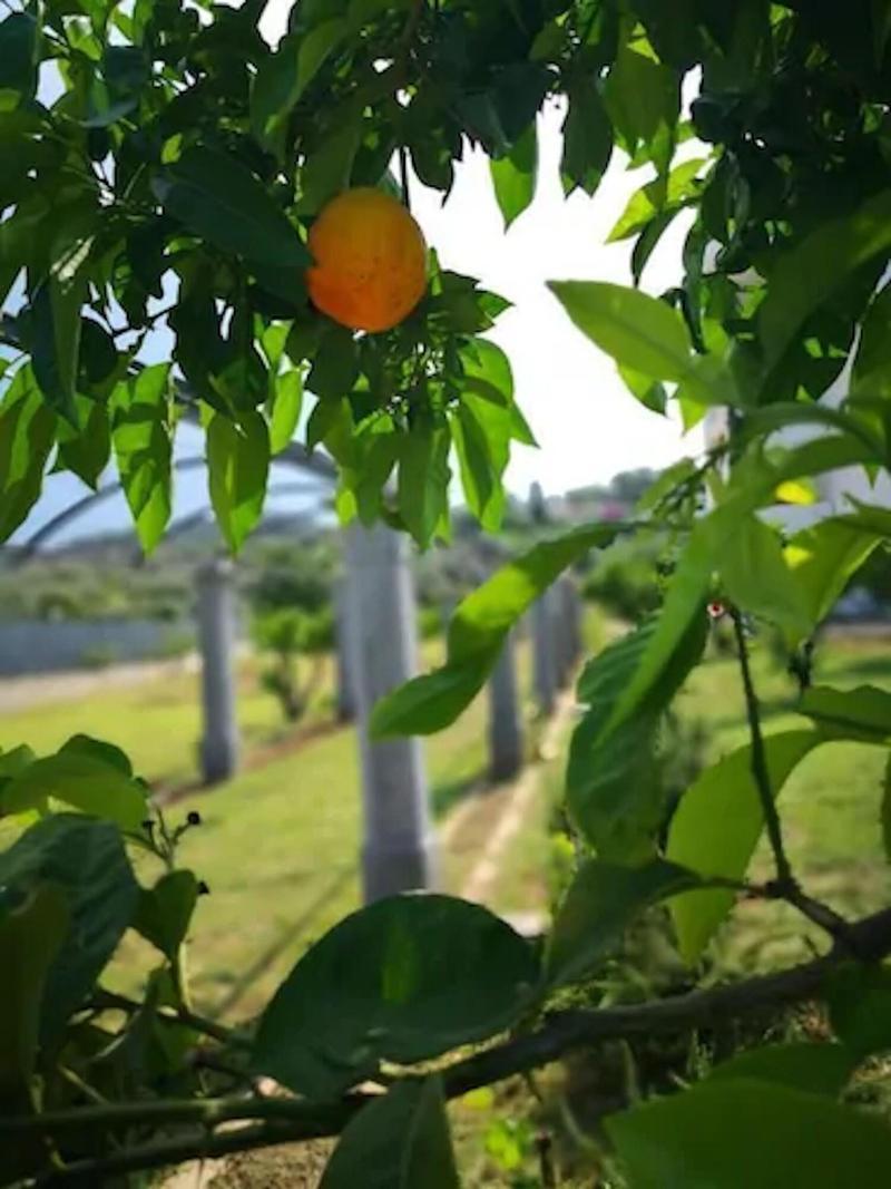 Hotel Puglia Garden Vieste Exterior foto